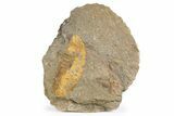Armored Annelid Worm (Plumulites) Fossil Pos/Neg - Morocco #255340-1
